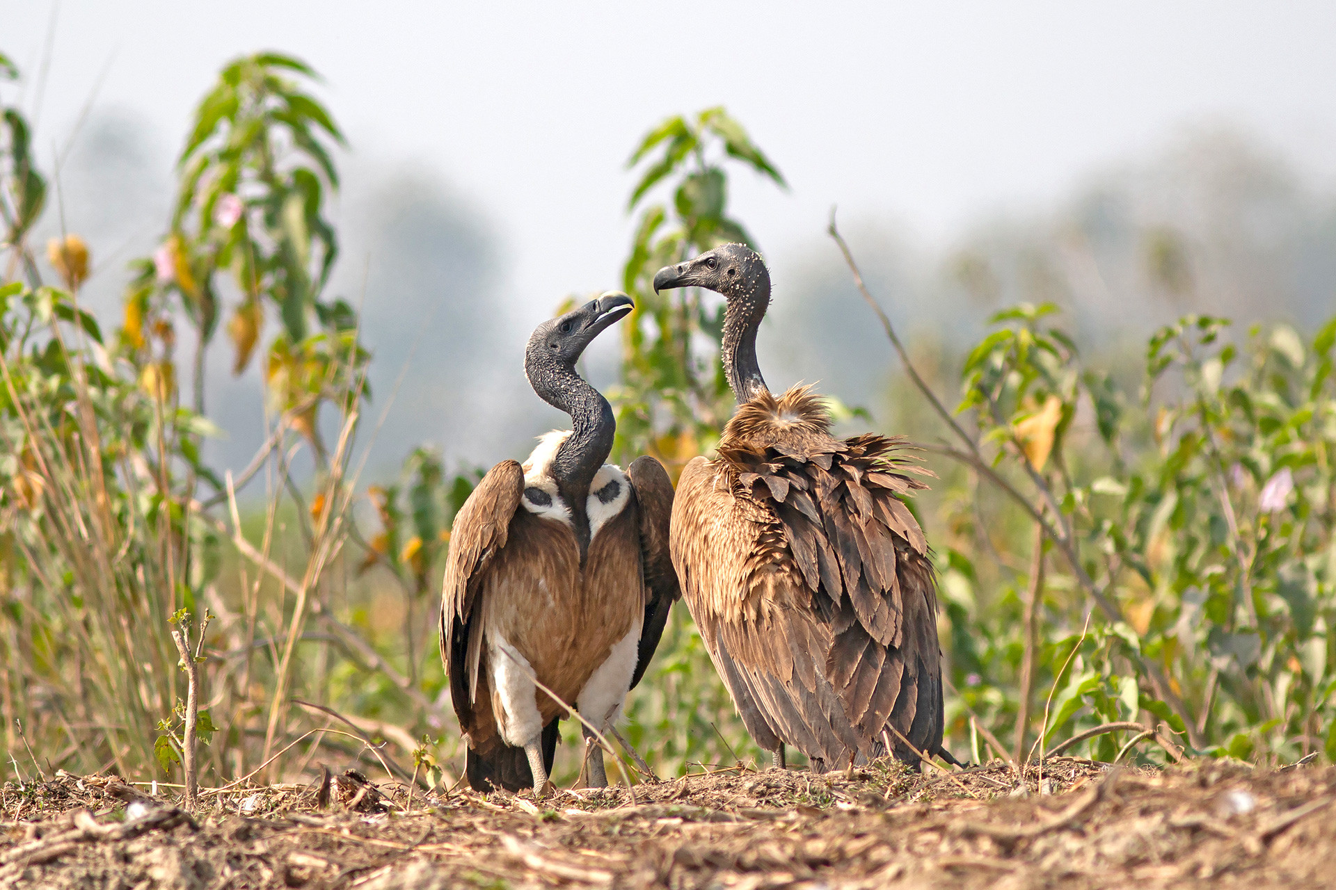 Slender billed vulture or Himalayan Long-billed Vulture Gyps tenuirostris