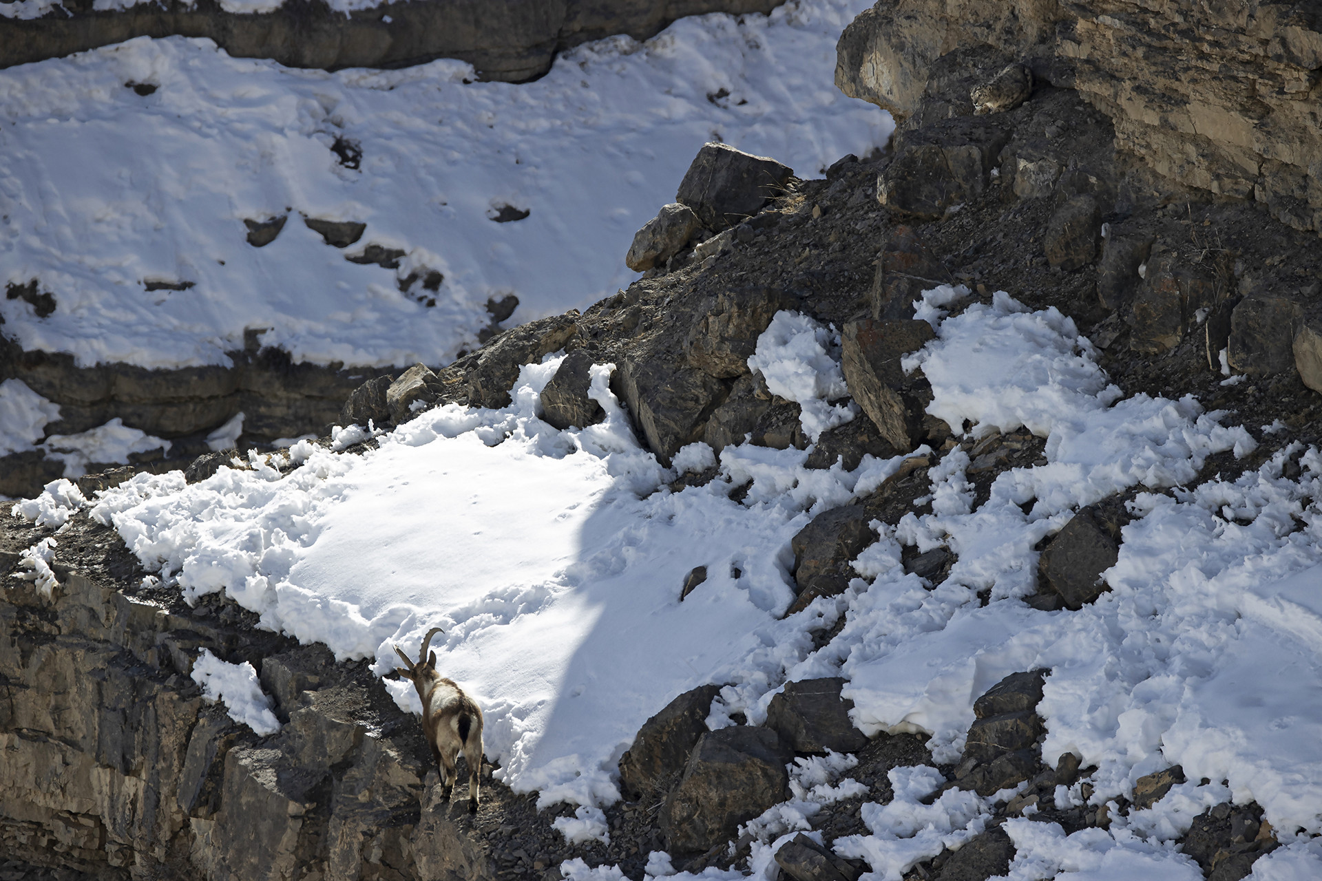 Snow Leopard camouflage