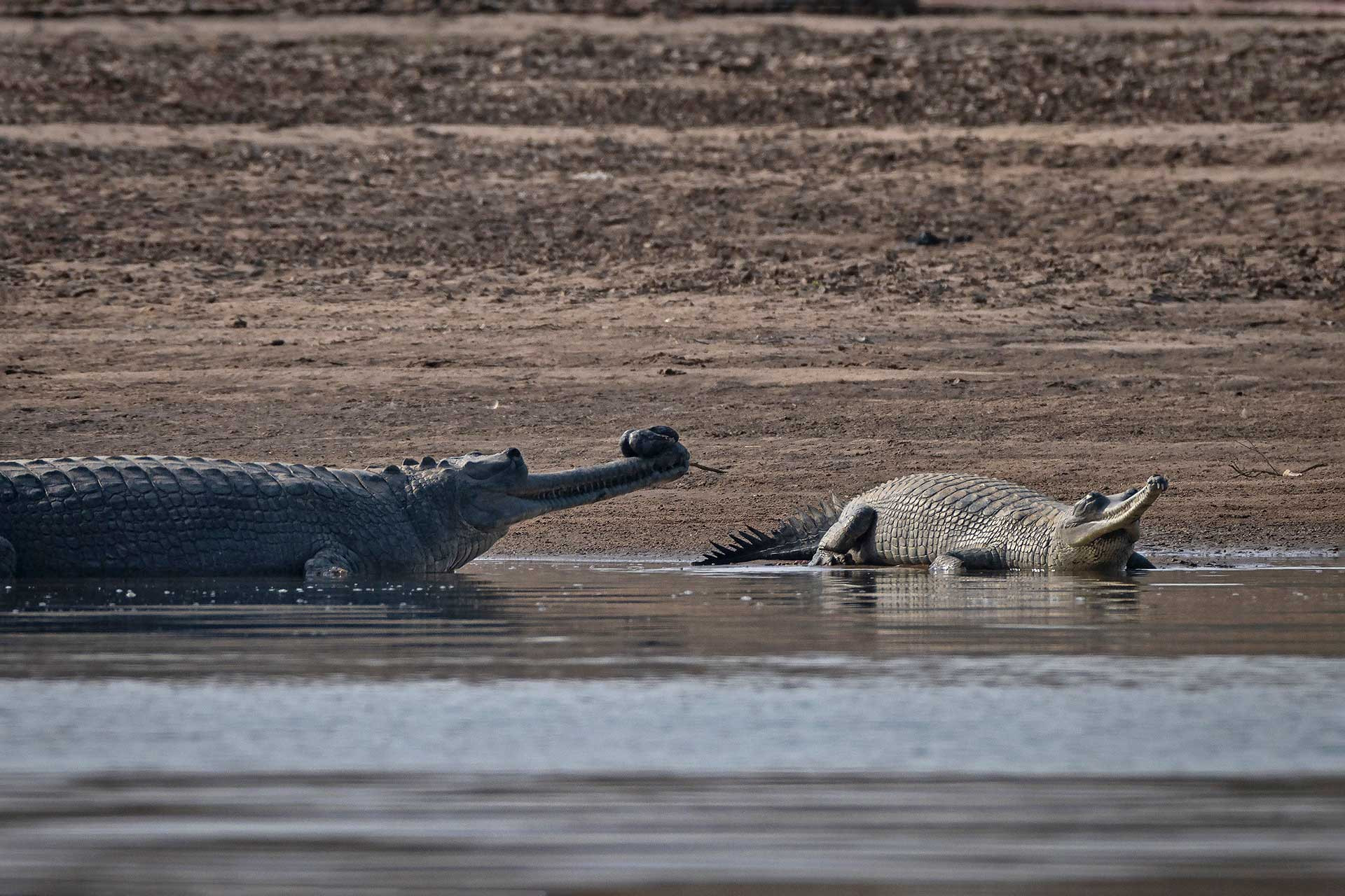 Gharials in River Chambal