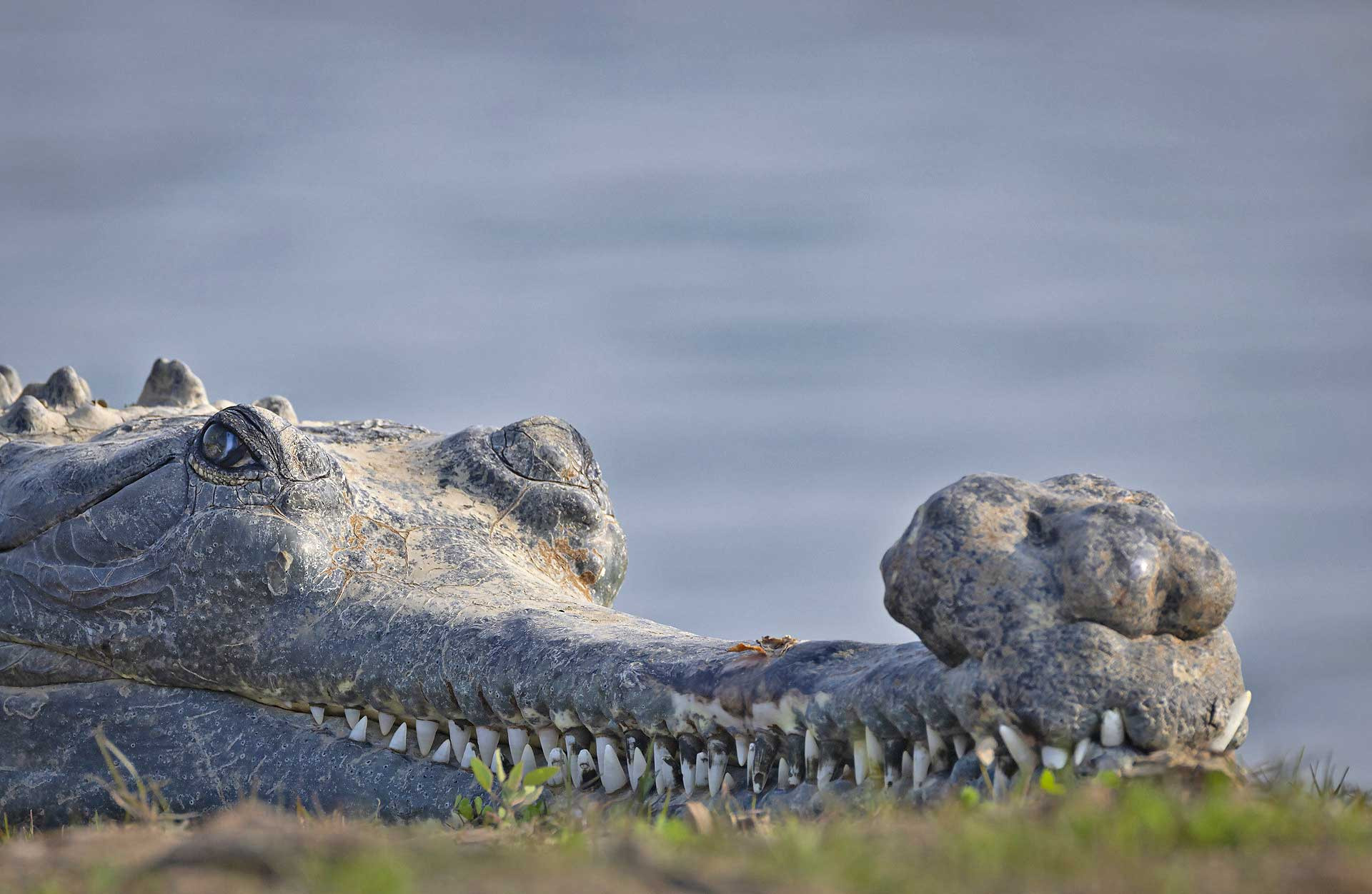Critically endangered Gharial Gavialis gangeticus