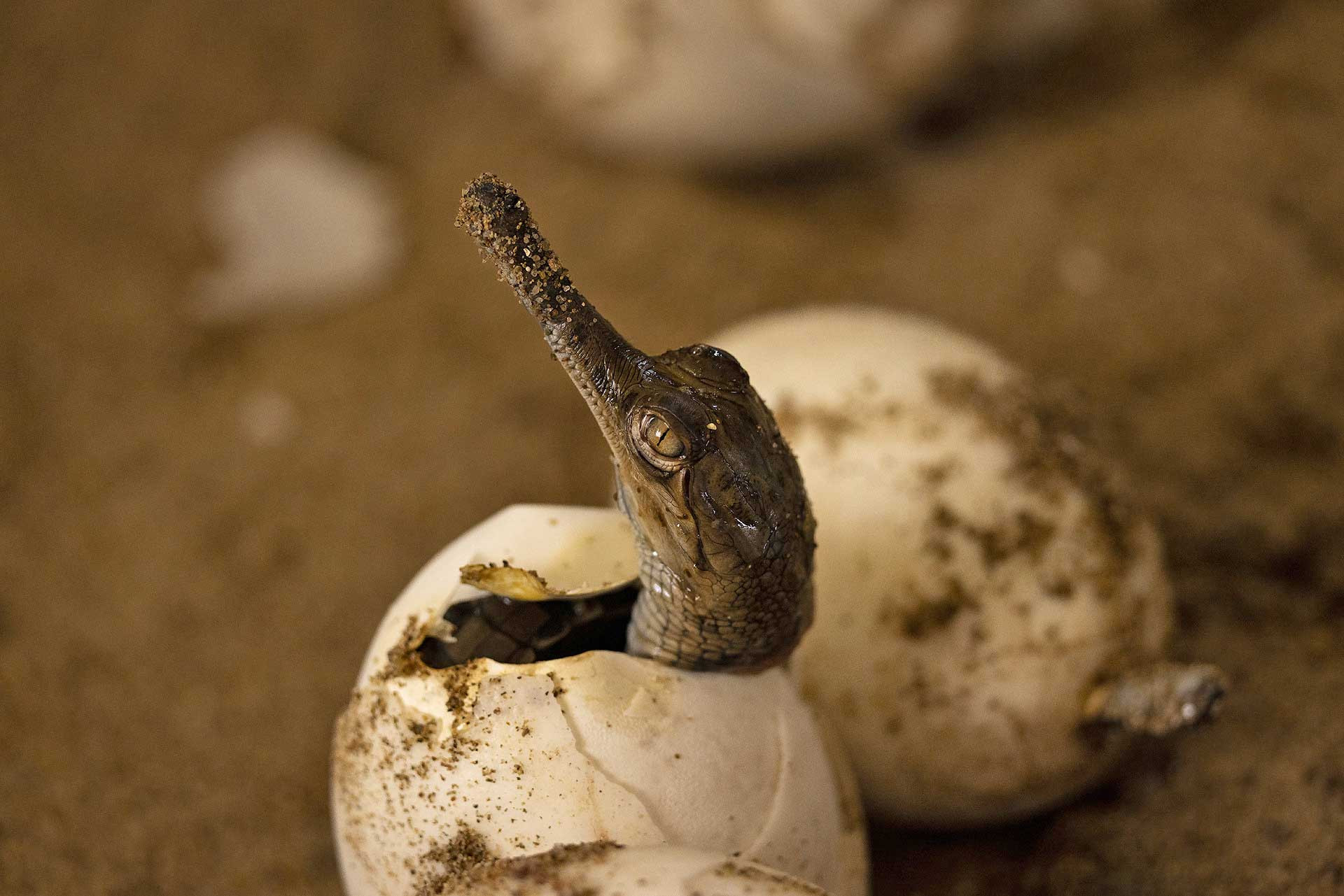 Gharial hatching from egg