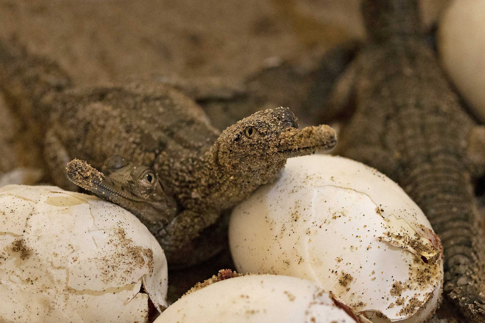 Gharial hatchlings with eggs