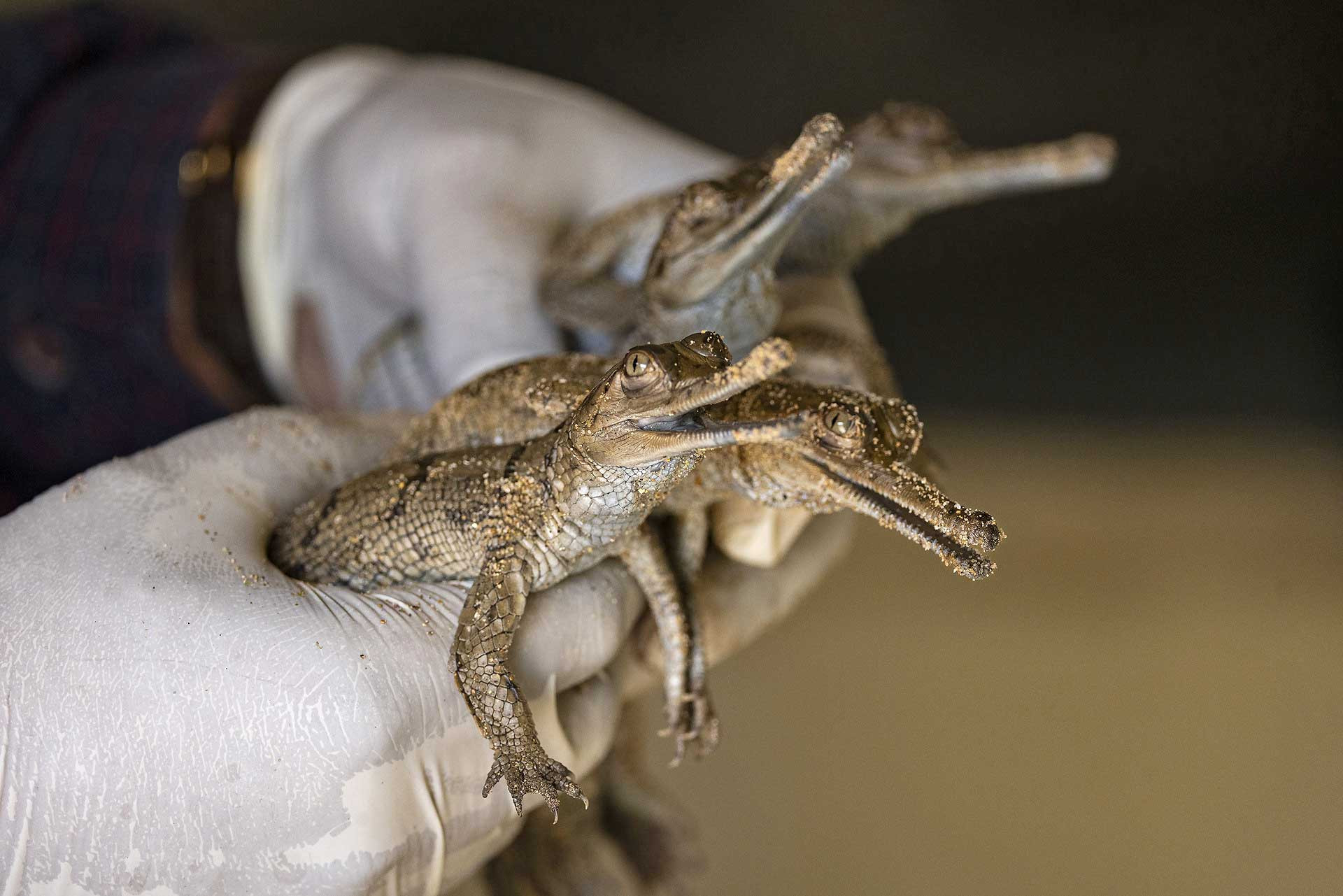 Gharial breeding centre