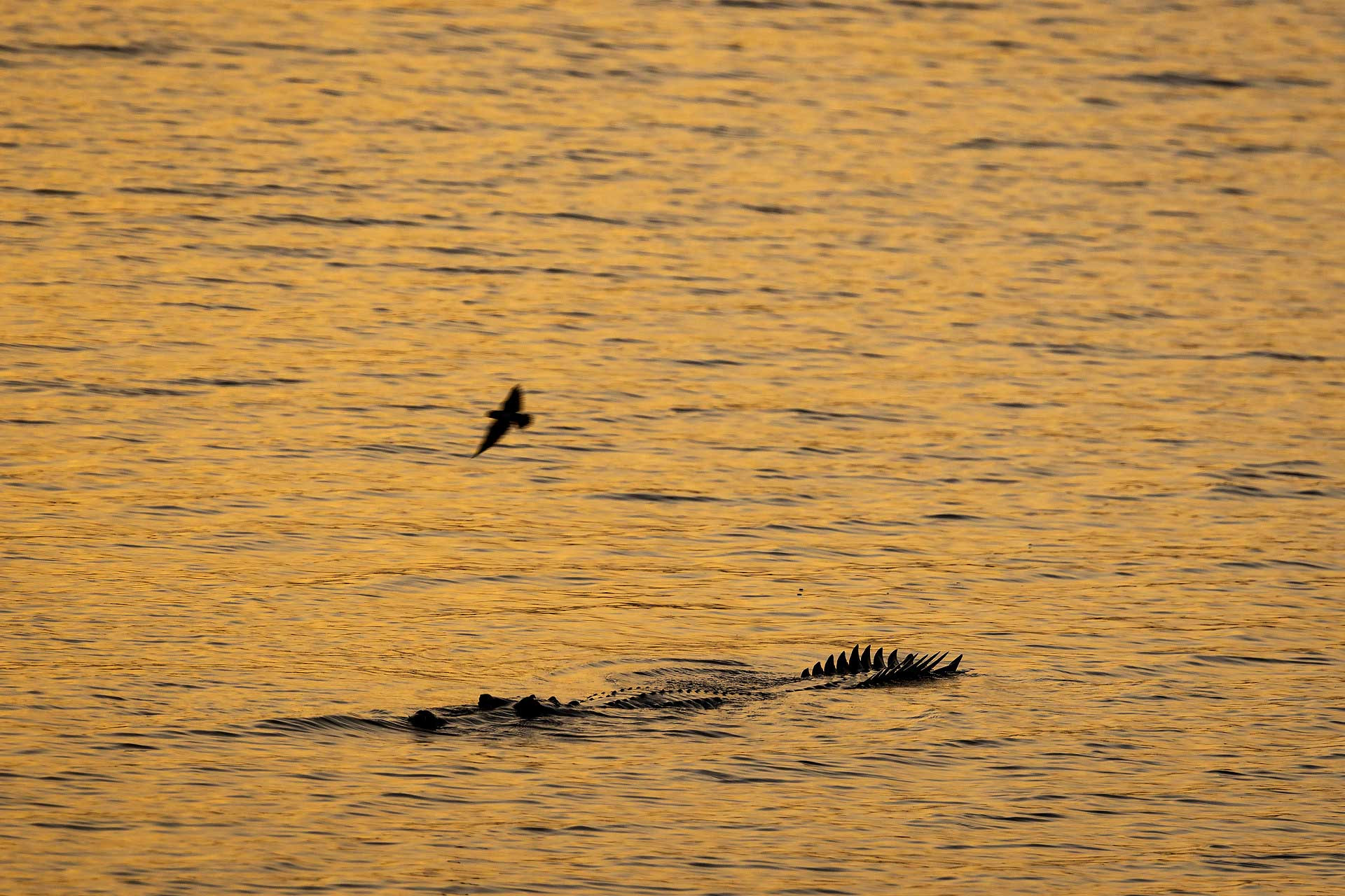 Gharial in River Chambal
