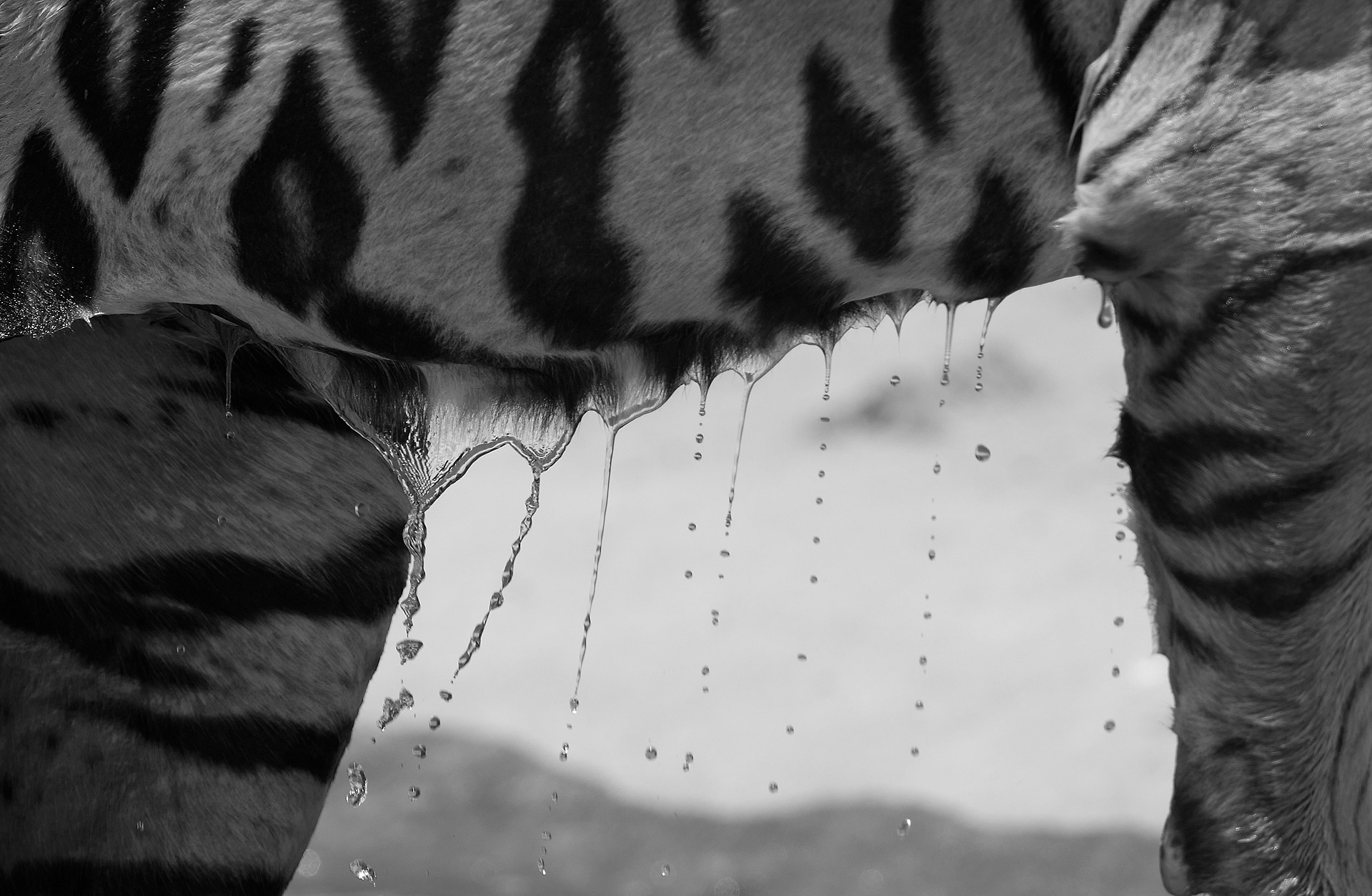 Sm i - Tackling Tiger Boredom! | Nature inFocus