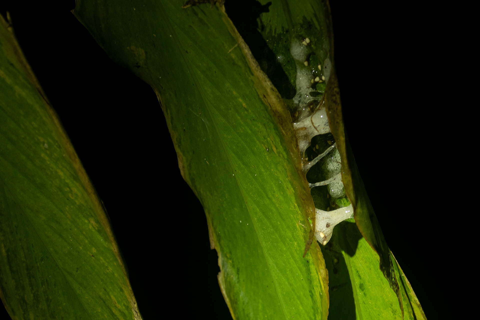 Eggs of Anaimalai Flying Frog