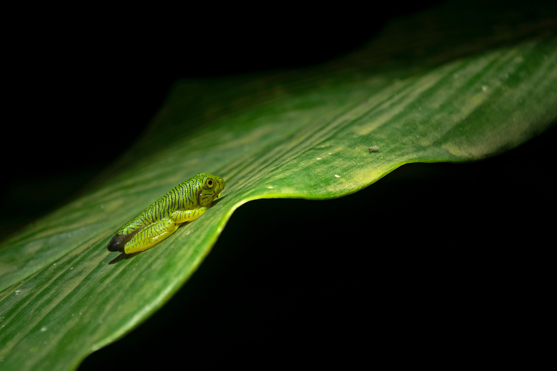 Young Anaimalai Flying Frog
