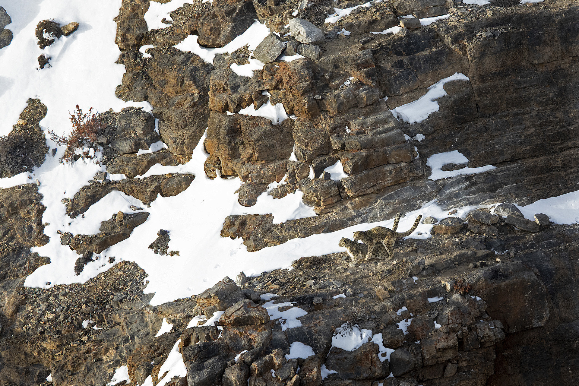 Snow Leopards mating
