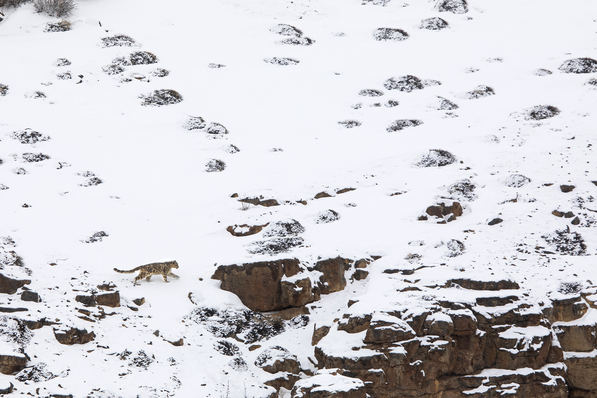 Snow Leopard walking on snow