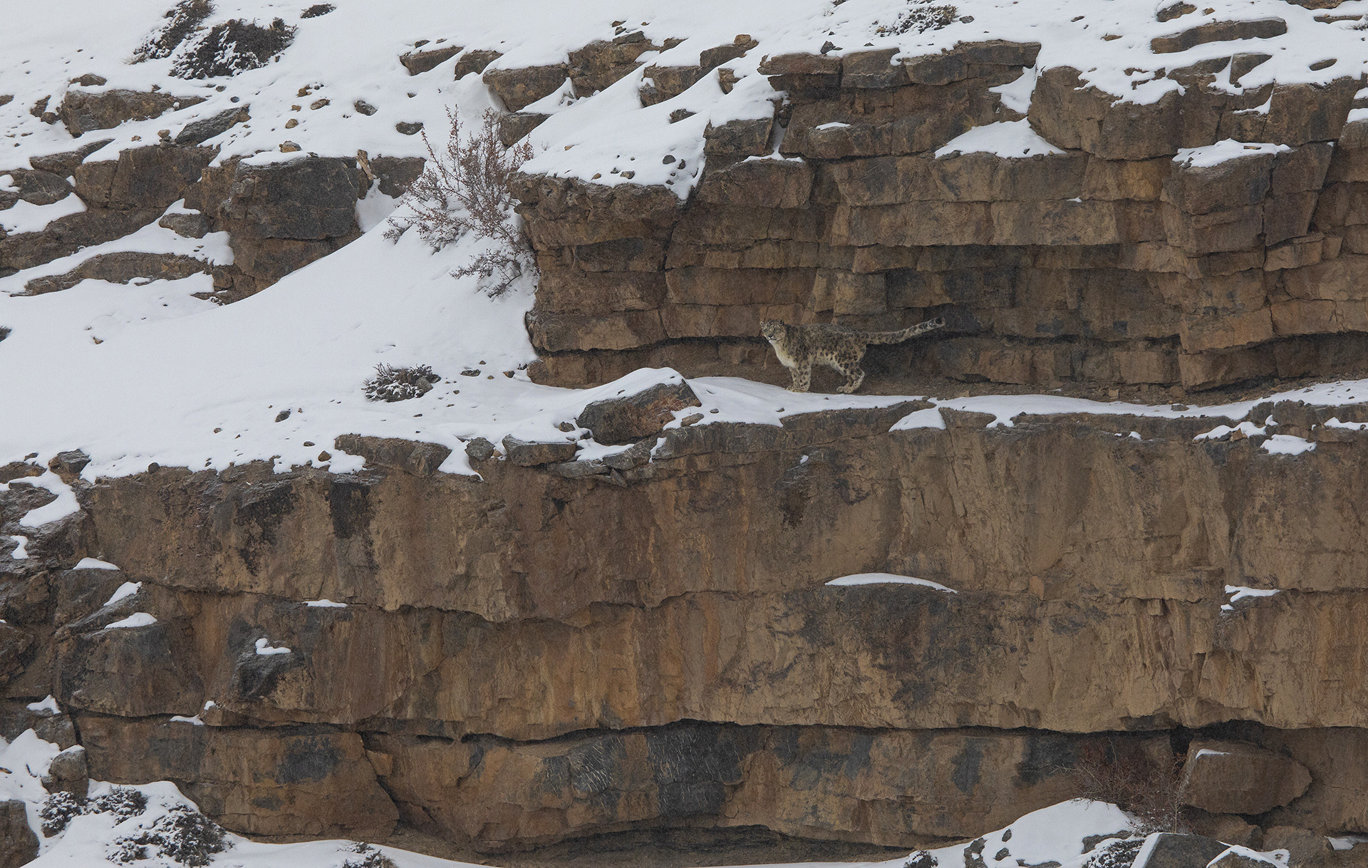 Snow Leopard in the rocky Himalayas