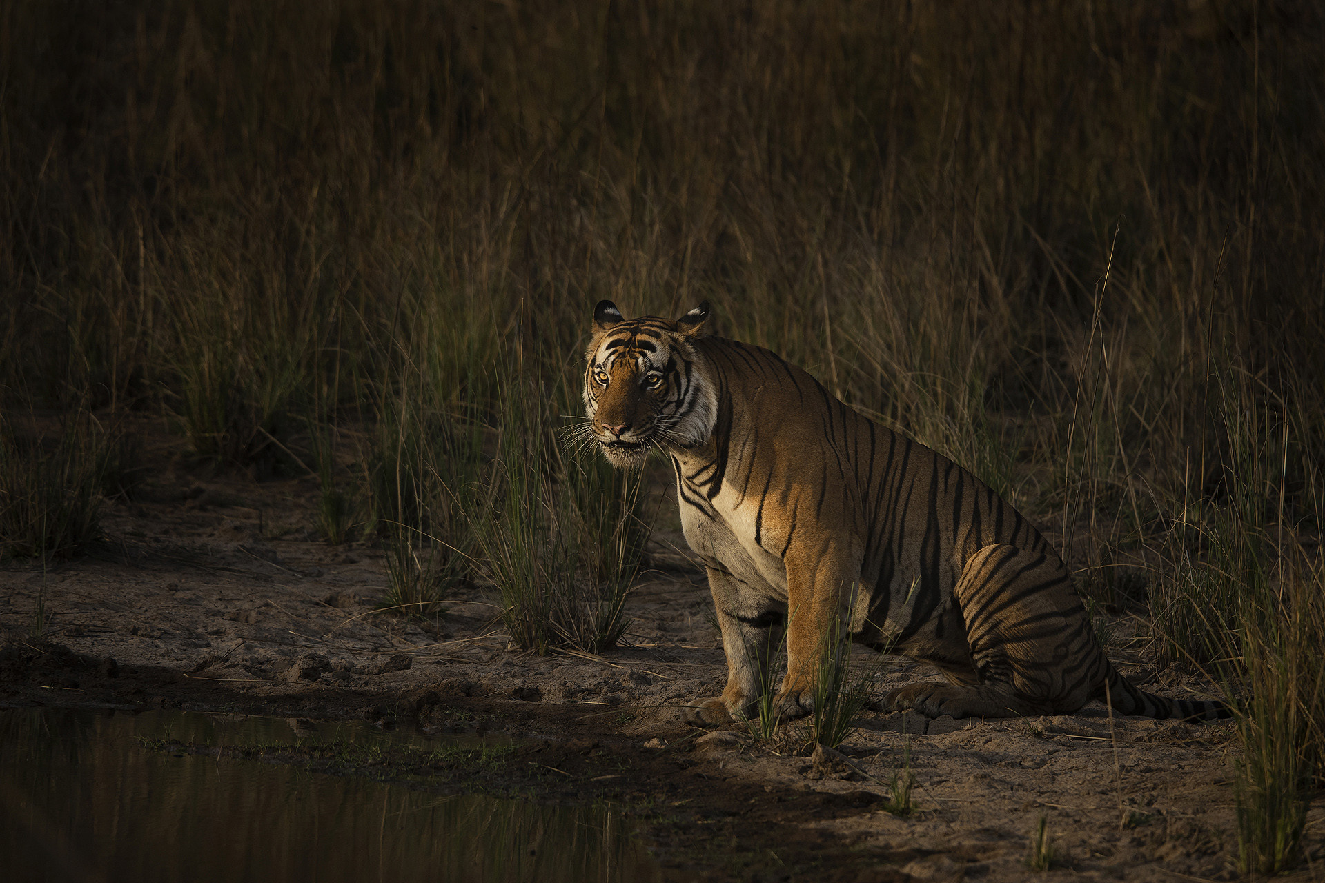 Sm k a - Tackling Tiger Boredom! | Nature inFocus