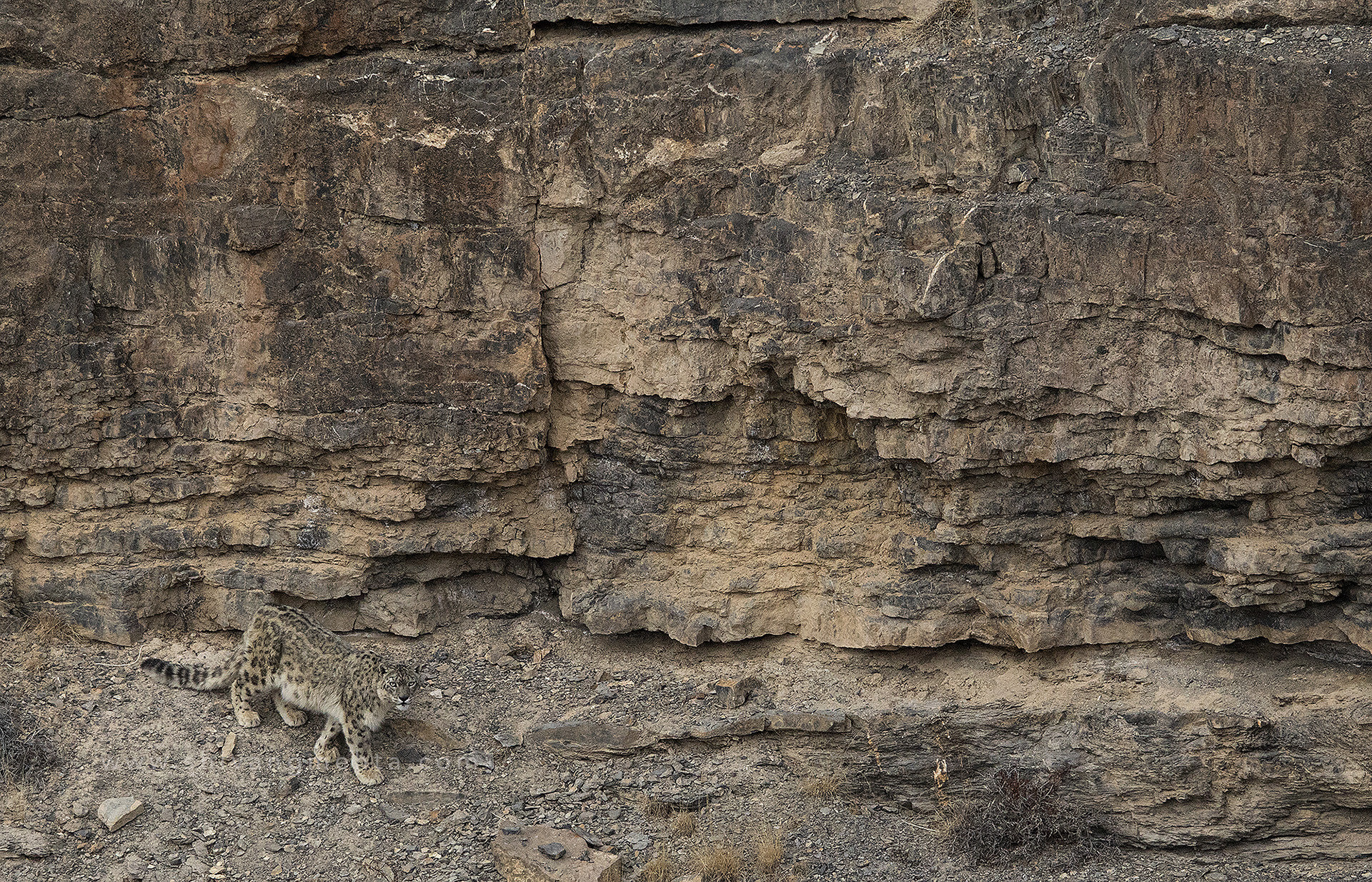 Snow Leopard in the Himalayas