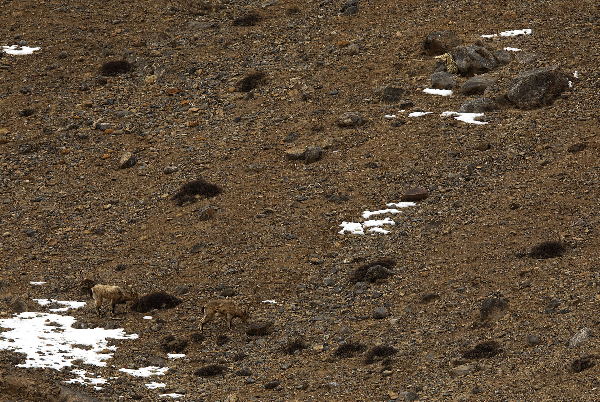 Snow Leopard camouflage