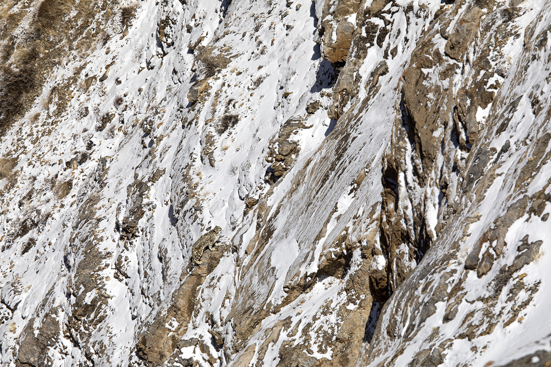 Snow Leopard in the Himalayas