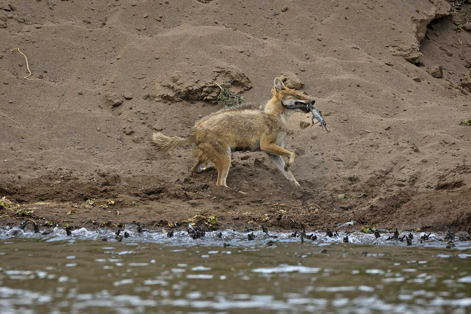 Jackal predation on Gharial hatchlings in River Chambal