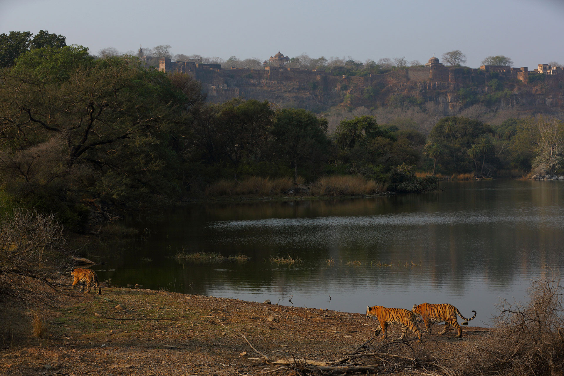 SM Tigers | Nature Infocus