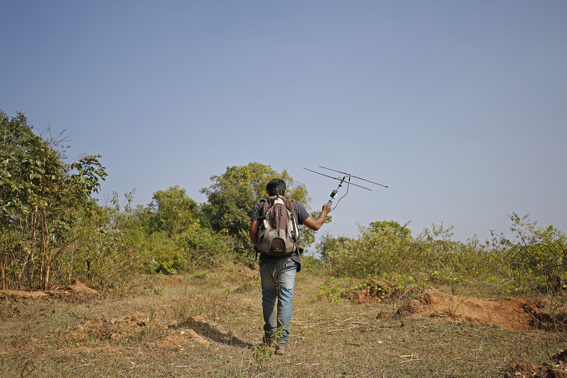 Snakes anc - Radio Telemetry Welcomes A New Era For Snake Research | Nature inFocus