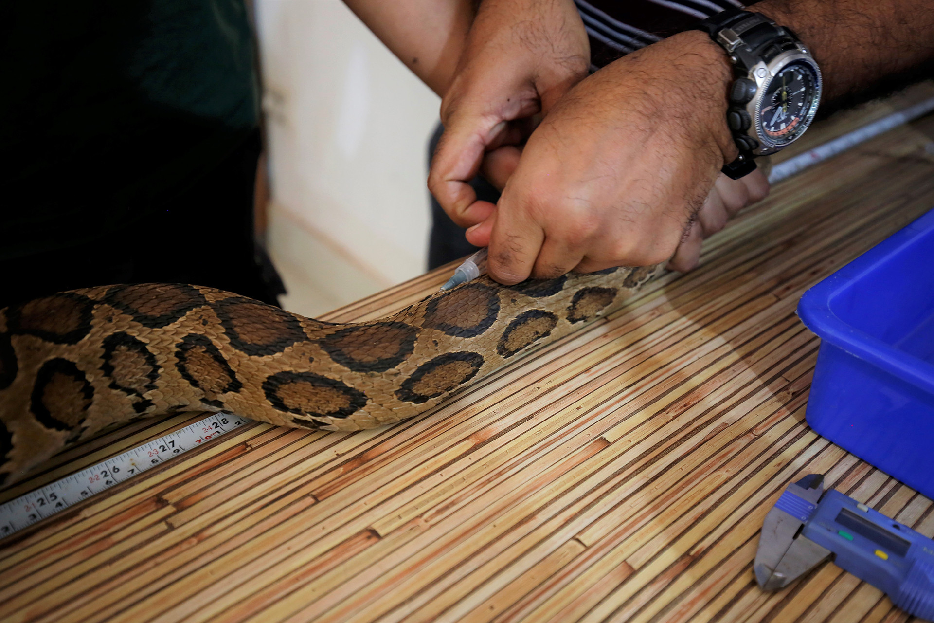 Snakes anc - Radio Telemetry Welcomes A New Era For Snake Research | Nature inFocus