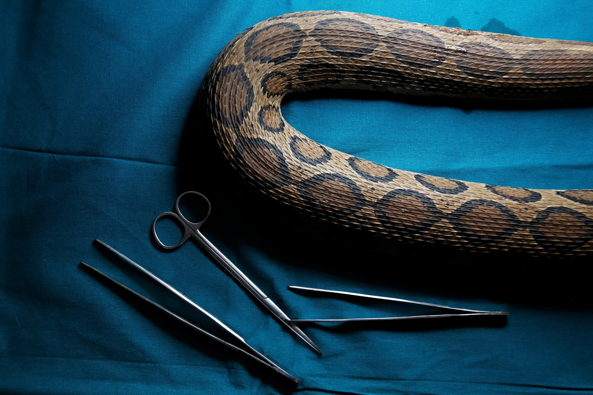 Snakes anc - Radio Telemetry Welcomes A New Era For Snake Research | Nature inFocus