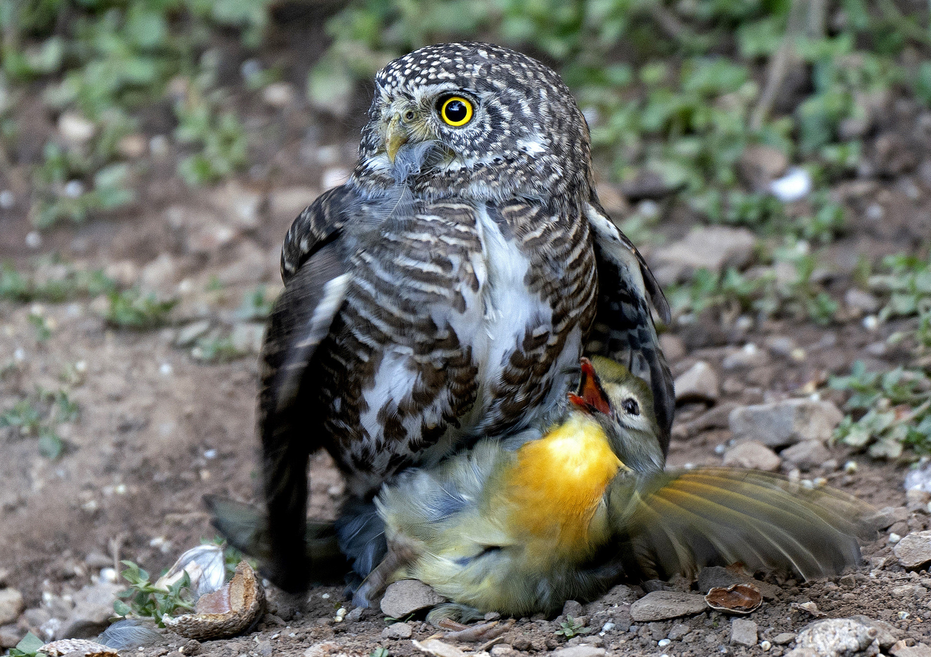 Collared Owlet or Collared Pygmy Owl