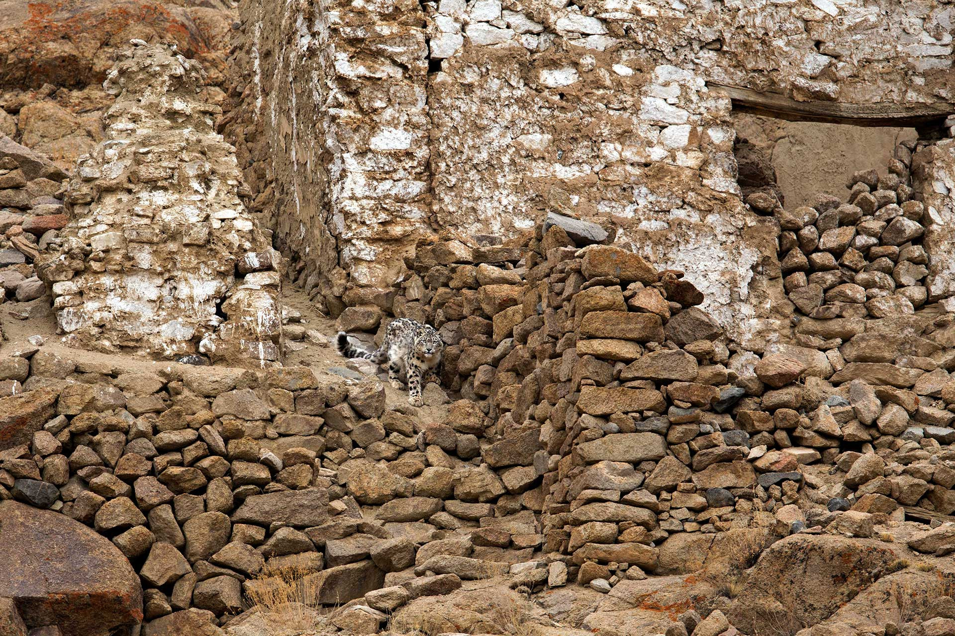      Snow Leopard   a bold subadult decides to walk down the ruins of an old stup | Nature Infocus