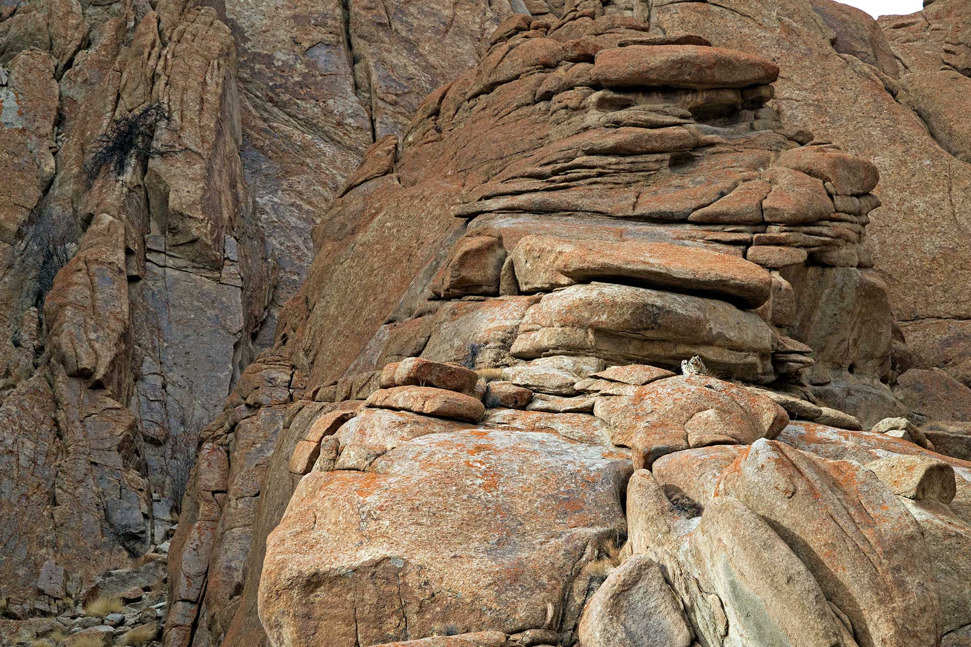      Snow Leopard   scanning the landscape | Nature Infocus