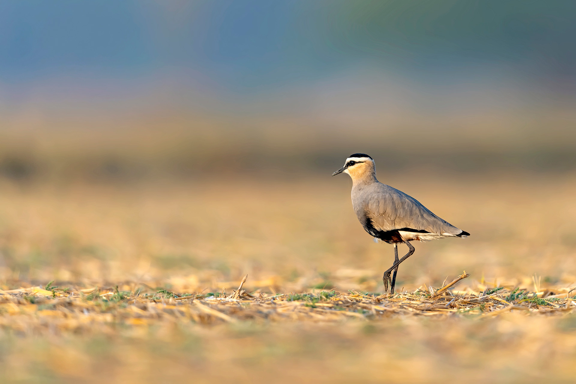 Critically endangered bird Sociable Lapwing in a grassland habitat