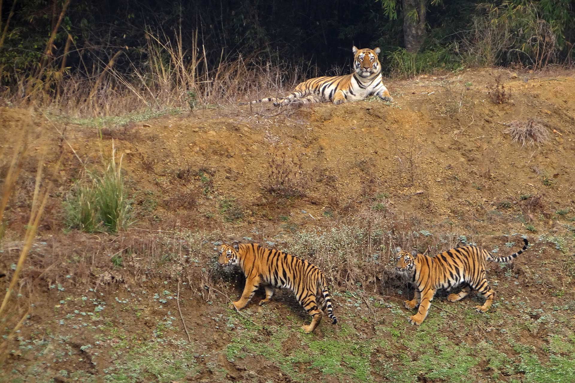 T-24 aka Sonam from Tadoba Andhari Tiger Reserve TATR