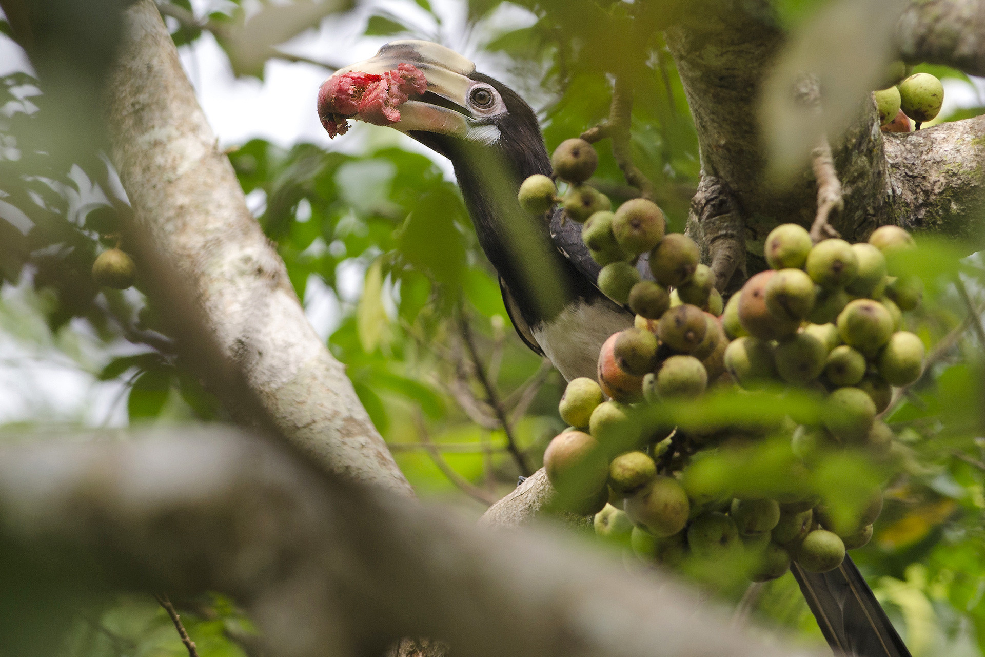 Oriental Pied Hornbill feeding on fig fruits in Manas National Park in Assam