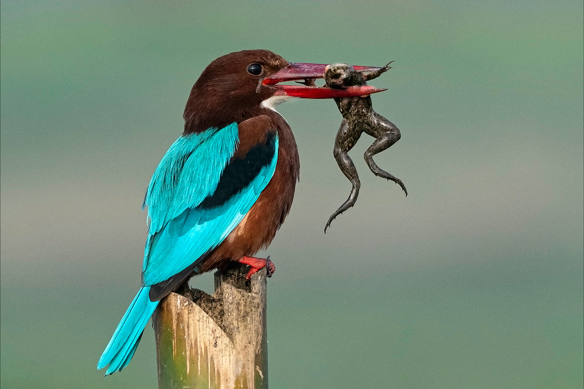 White-throated Kingfisher Halcyon smyrnensis in Purbasthali wetland West Bengal