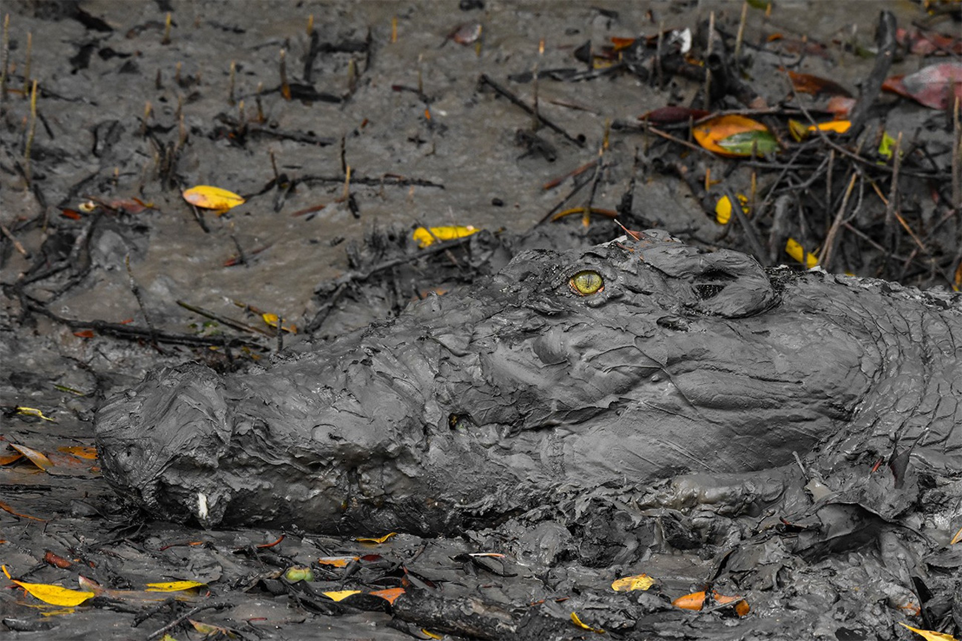 Estuarine crocodile or Saltwater crocodile camouflaged in a mangrove forest