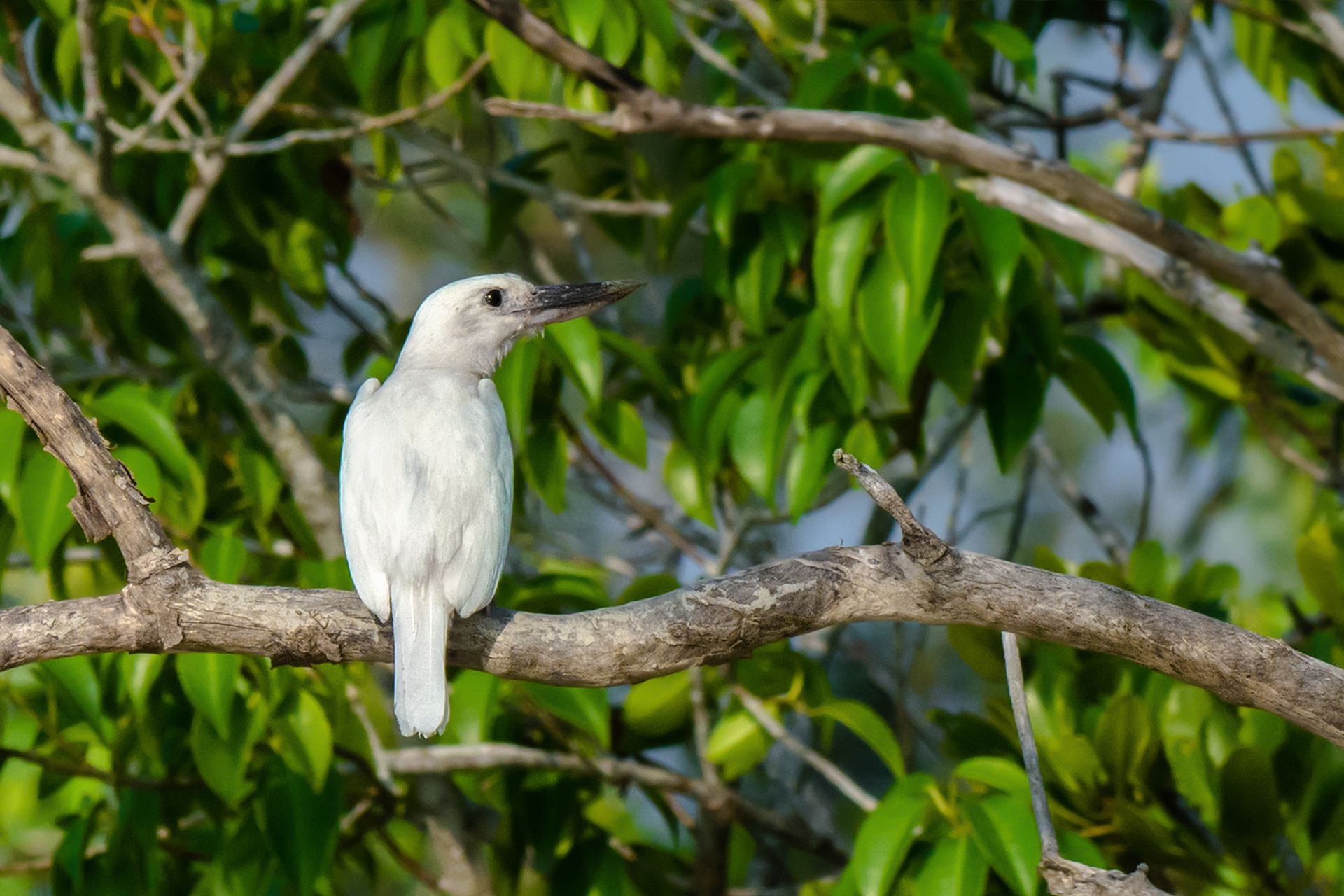 Leucistic kingfisher from Sunderbans