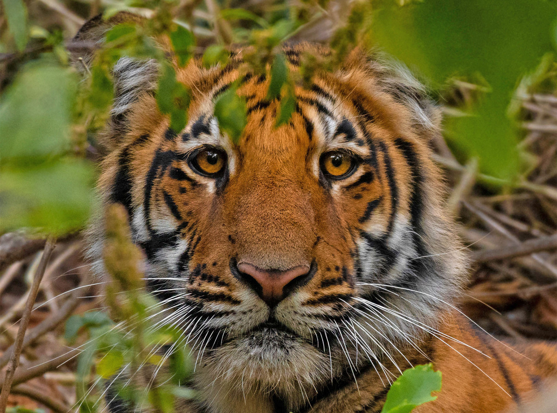 Portrait of a Bengal Tiger from Jim Corbett National Park