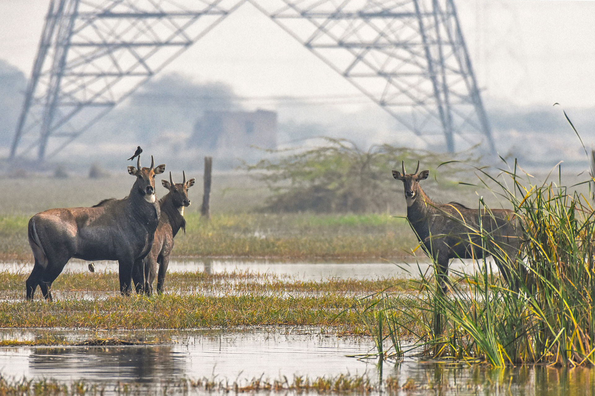 Nilgai or Bluebull seen close to human settlements