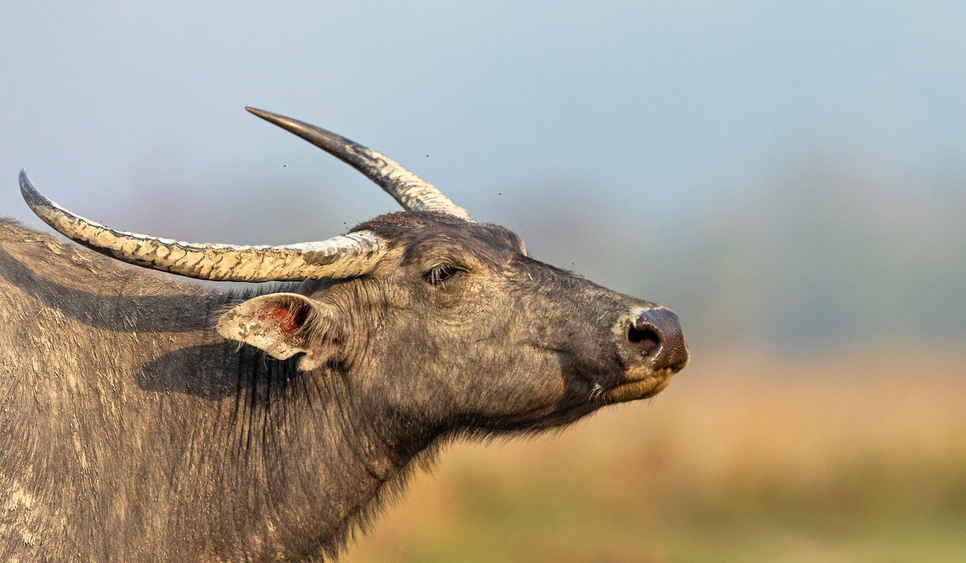 Wild Water Buffalo in Kaziranga National Park, Assam