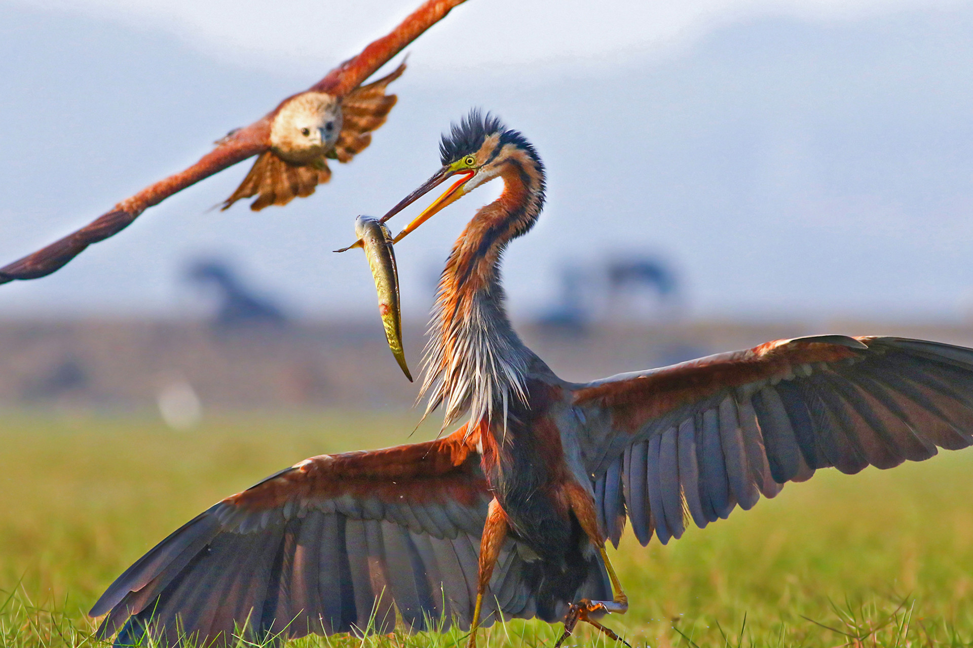 Souvik basu img - Top 20 Hive Photographs Of 2020 | Nature inFocus