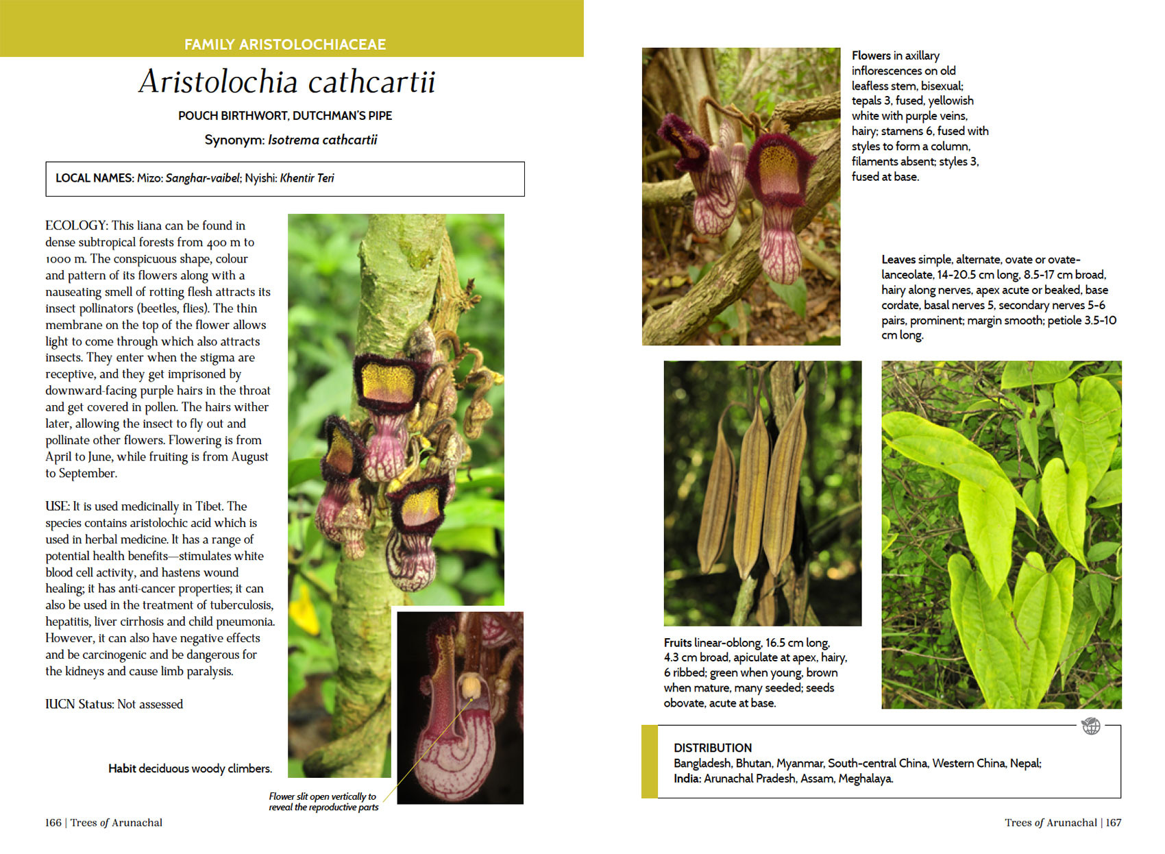 SpeciesPage ArunachalTrees | Nature Infocus