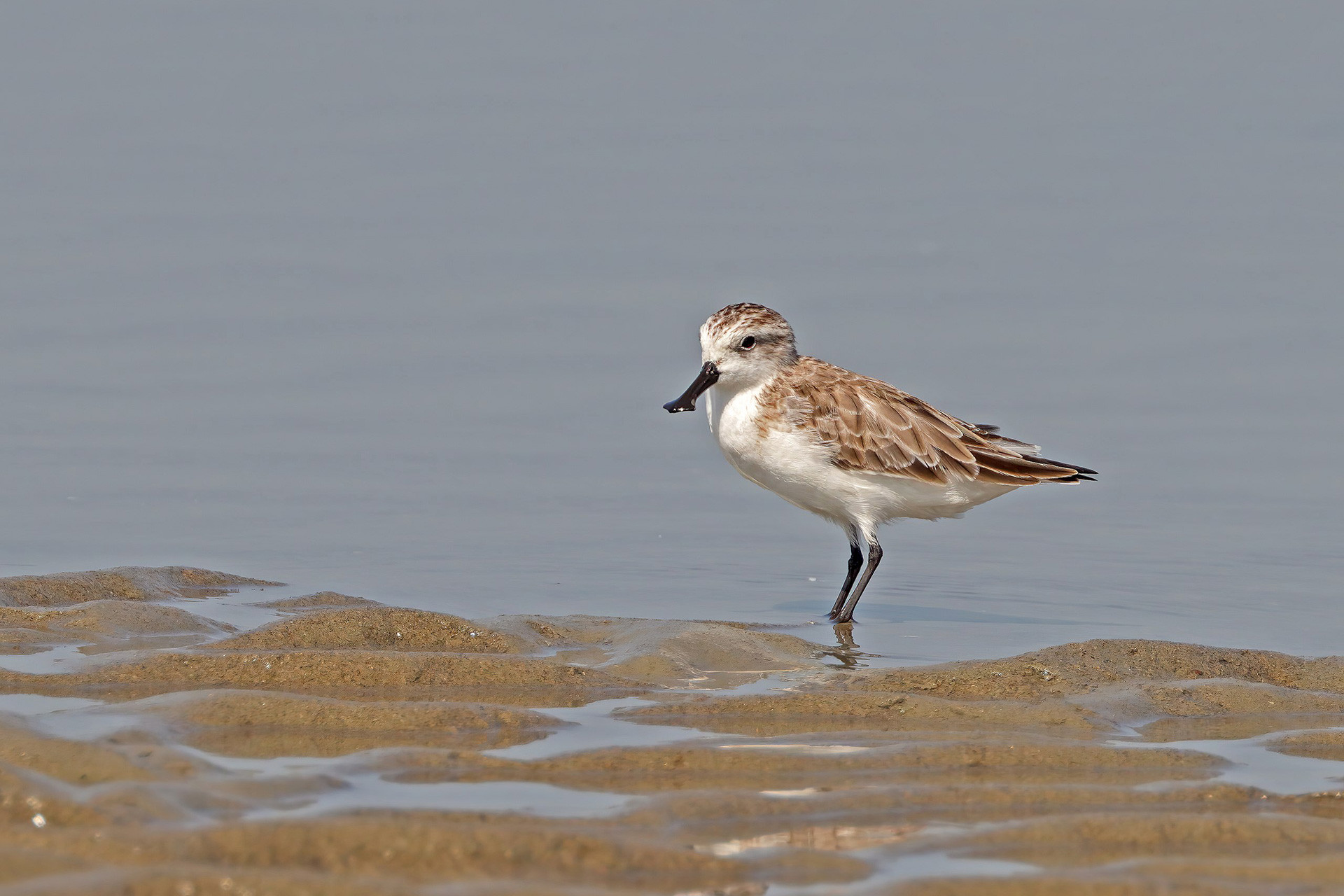Spoon billed sandpiper critically endangered shore bird