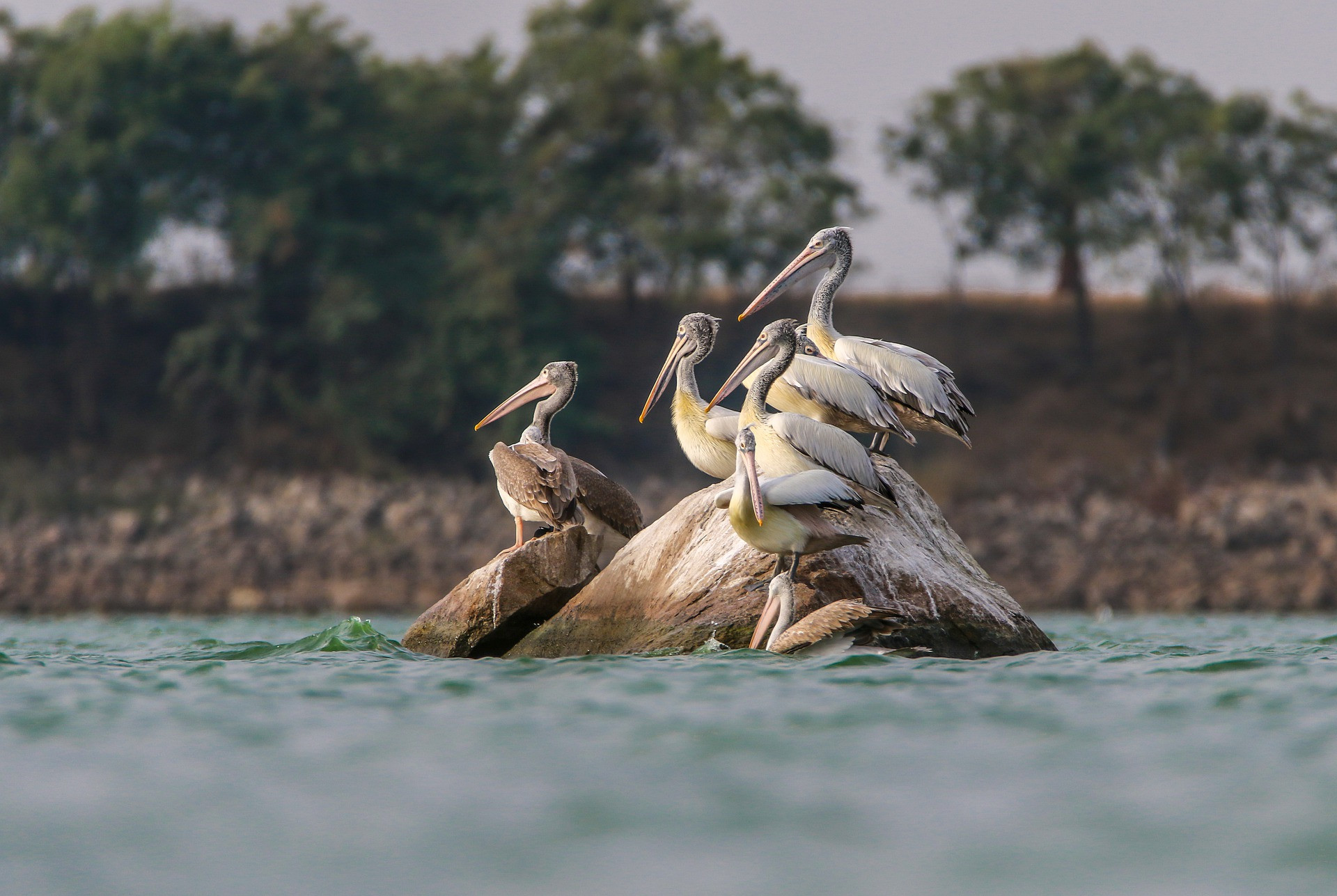 A pod of Spot-billed Pelicans on a rock