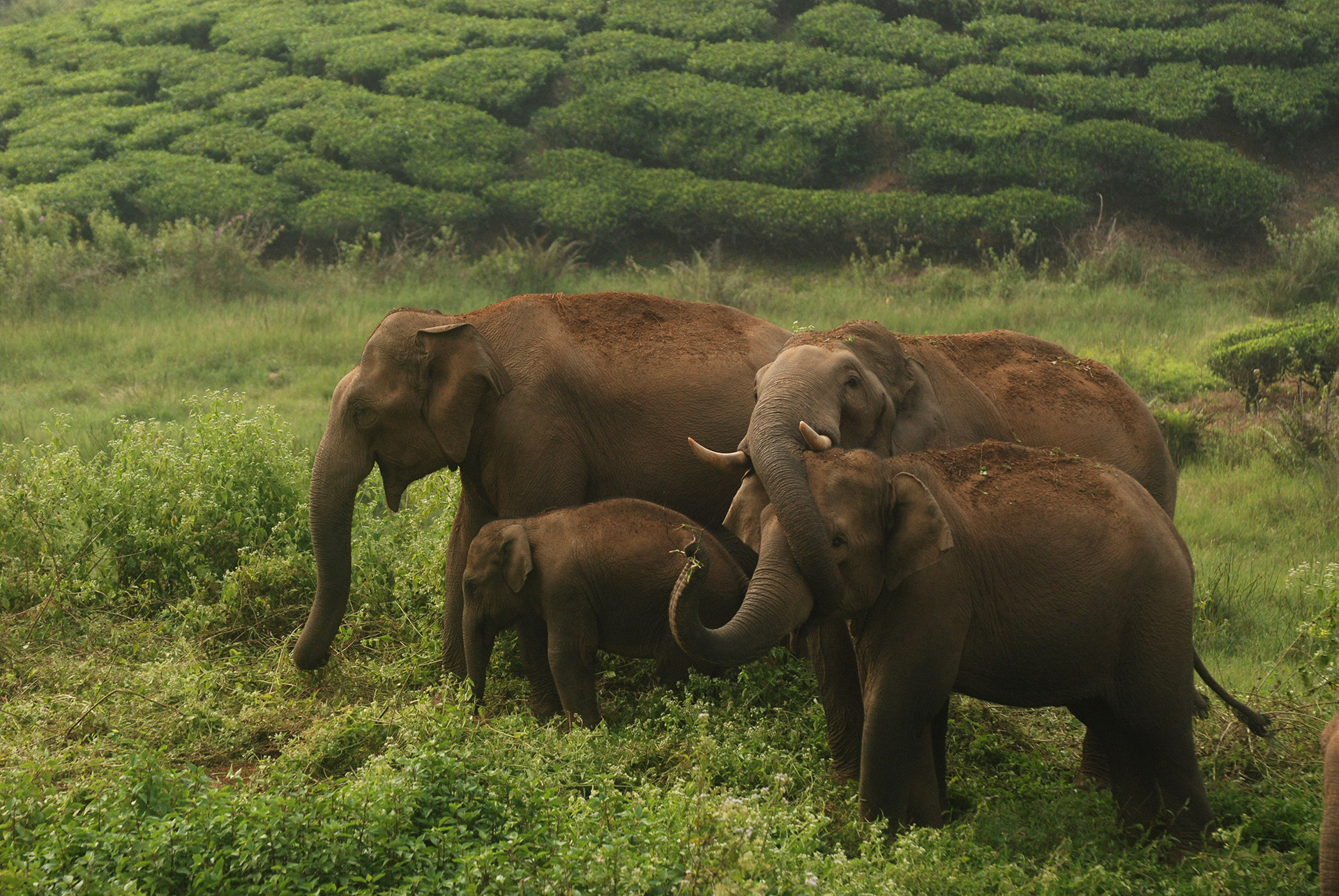 Indian Elephant courtship display
