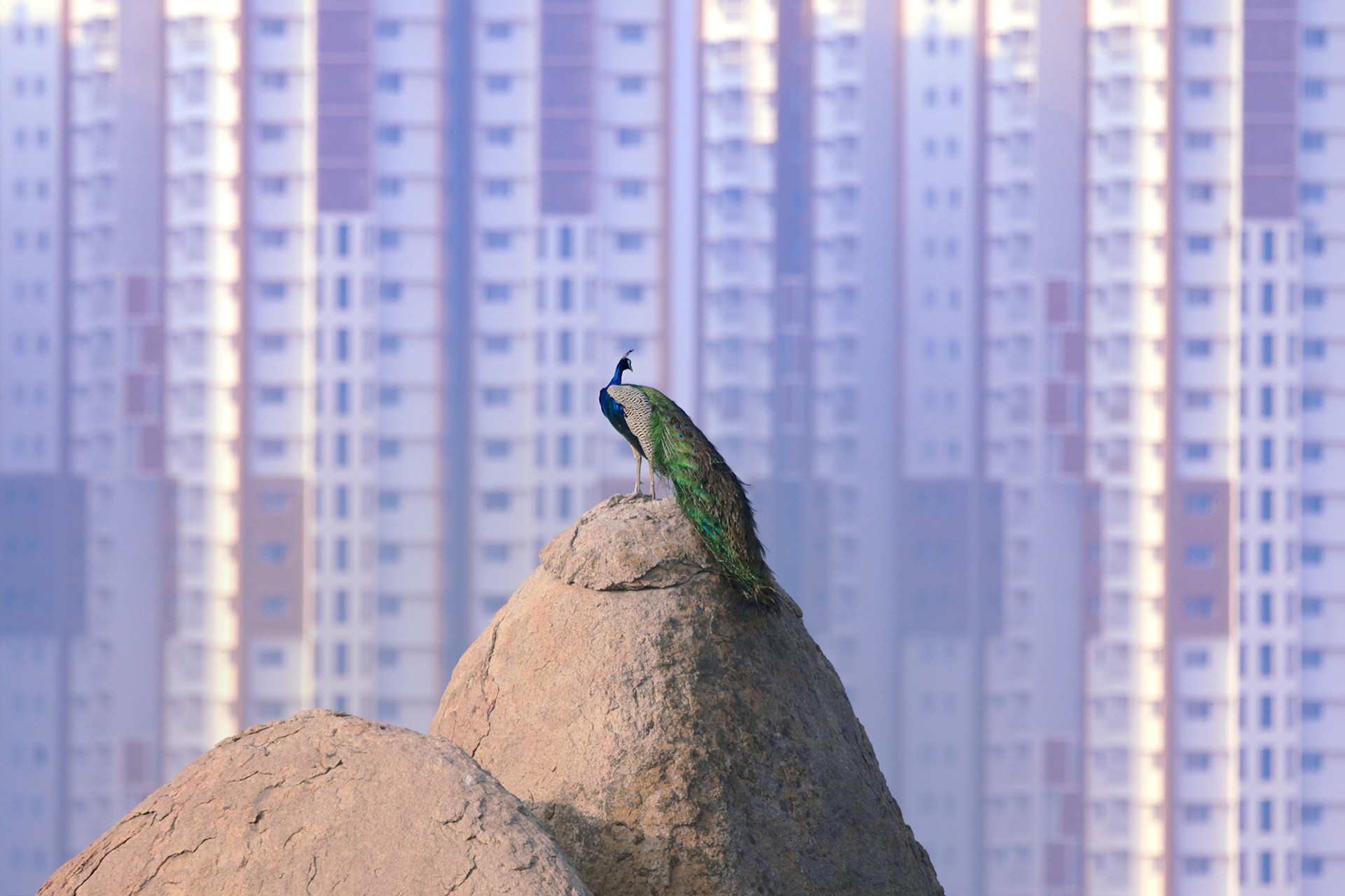 Srikanth ayyagari - Top 20 Hive Photographs Of 2020 | Nature inFocus