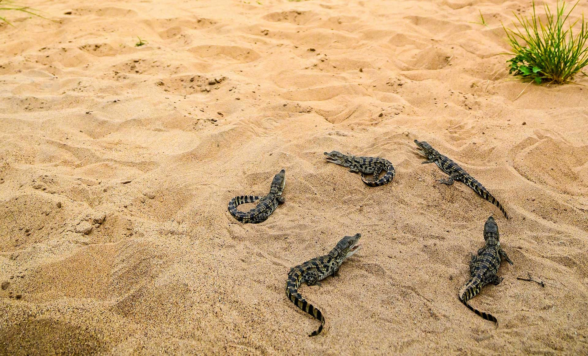 Baby mugger or marsh crocodiles