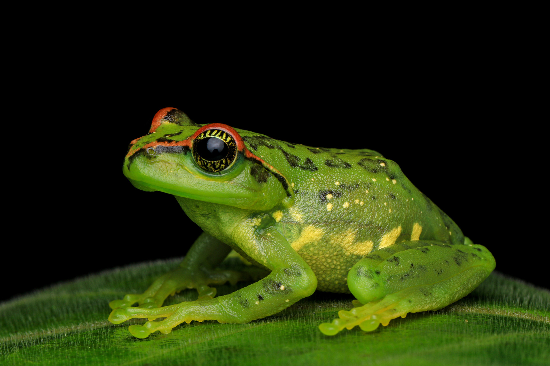 Star-eyed Tree Frog Ghatixalus Asterops