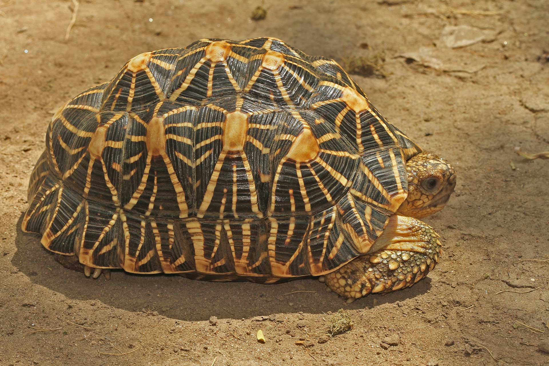 Endangered Star Tortoise spotted in Western Ghats