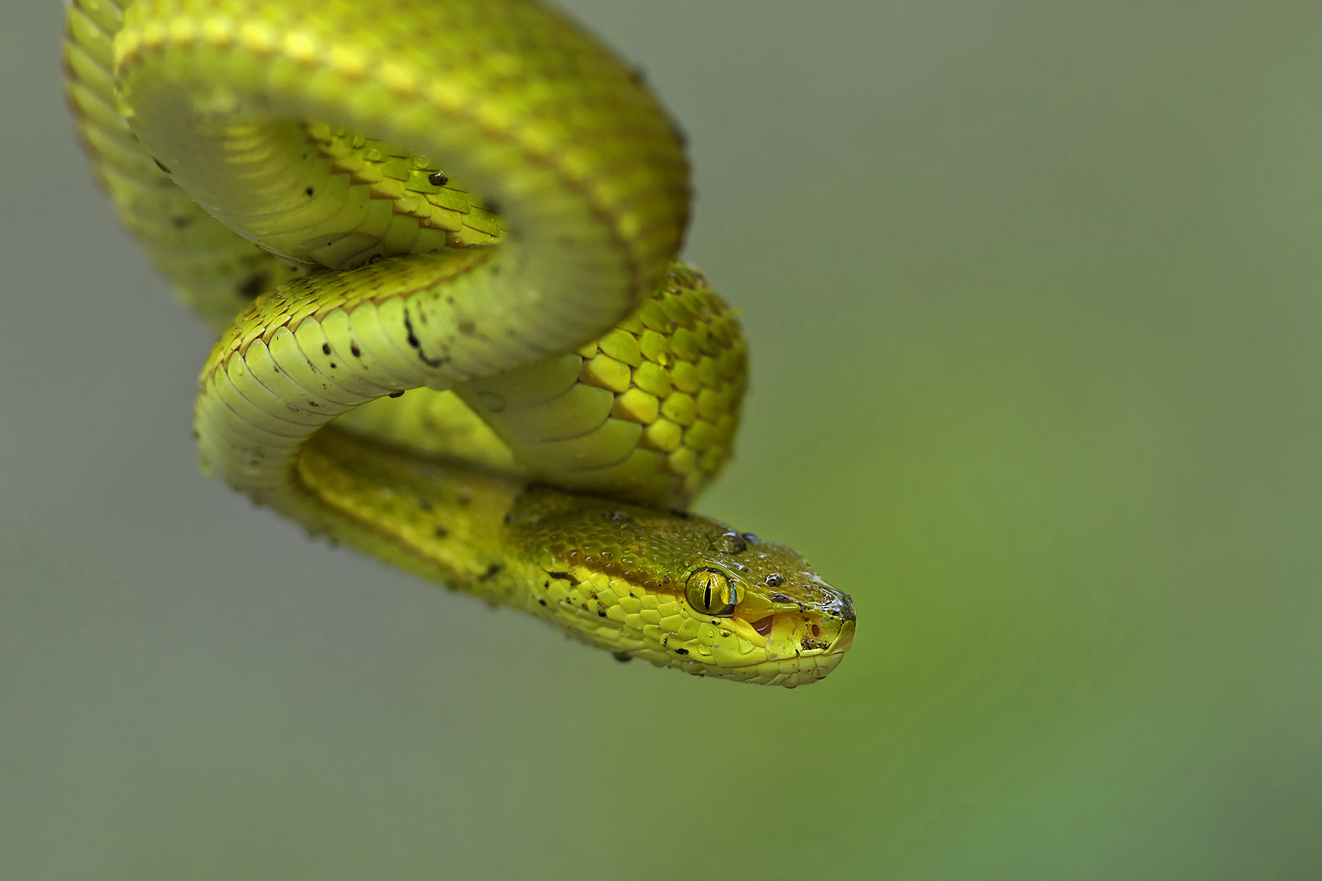 Salazar's Pit Viper Trimeresurus salazar