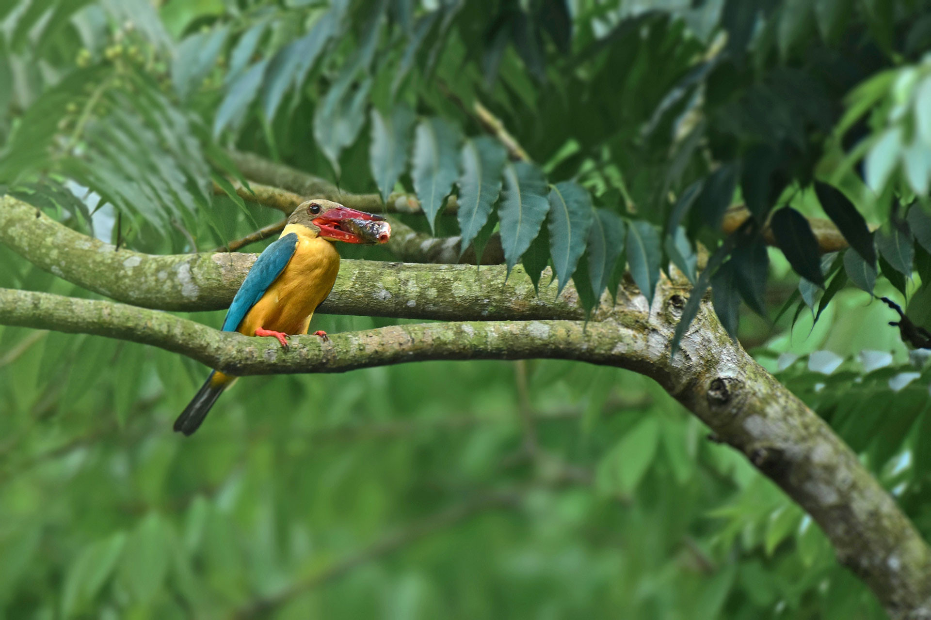      Stork billed kingfisher purnendu | Nature Infocus
