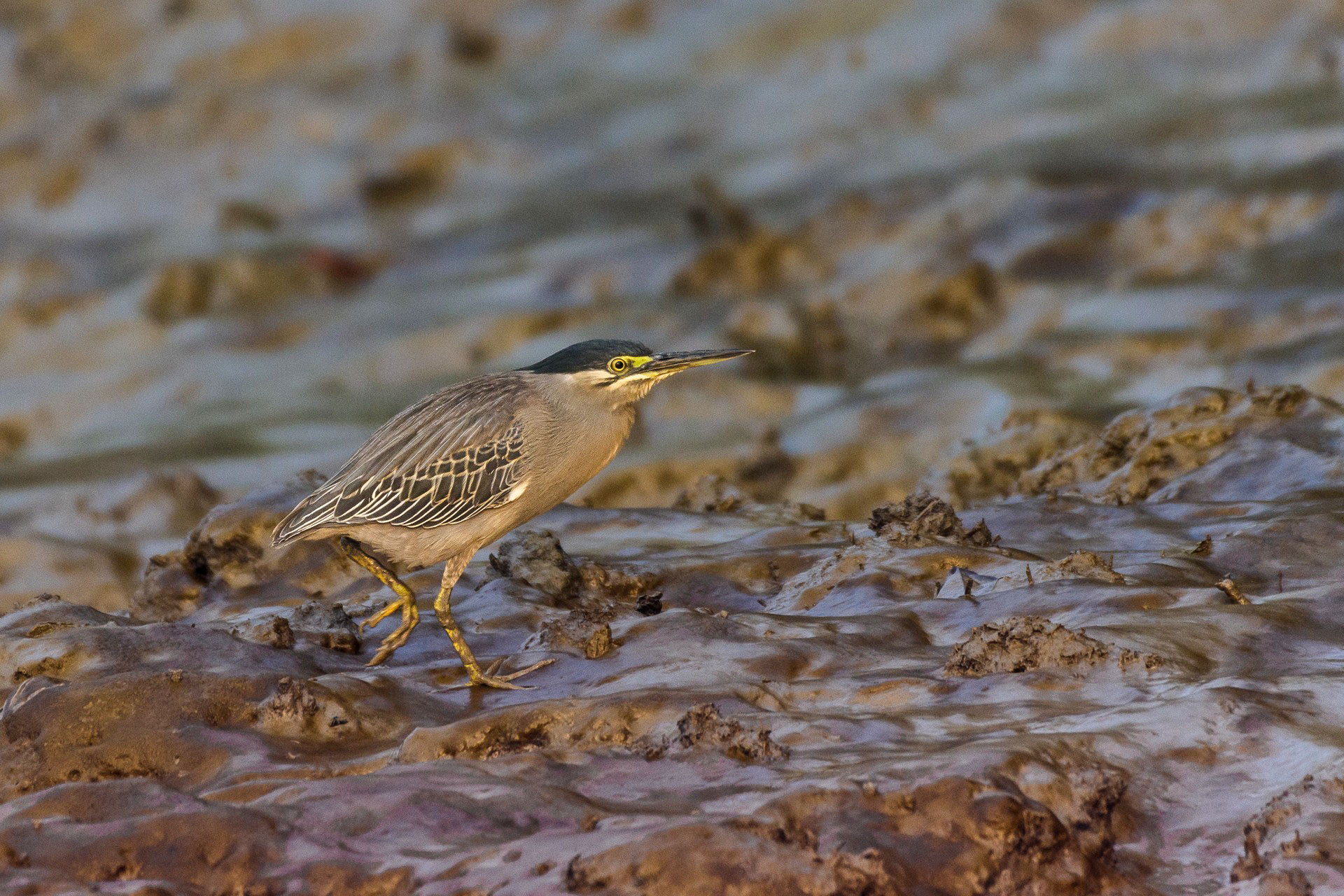 Little heron or striated heron walking near a mangrove forest