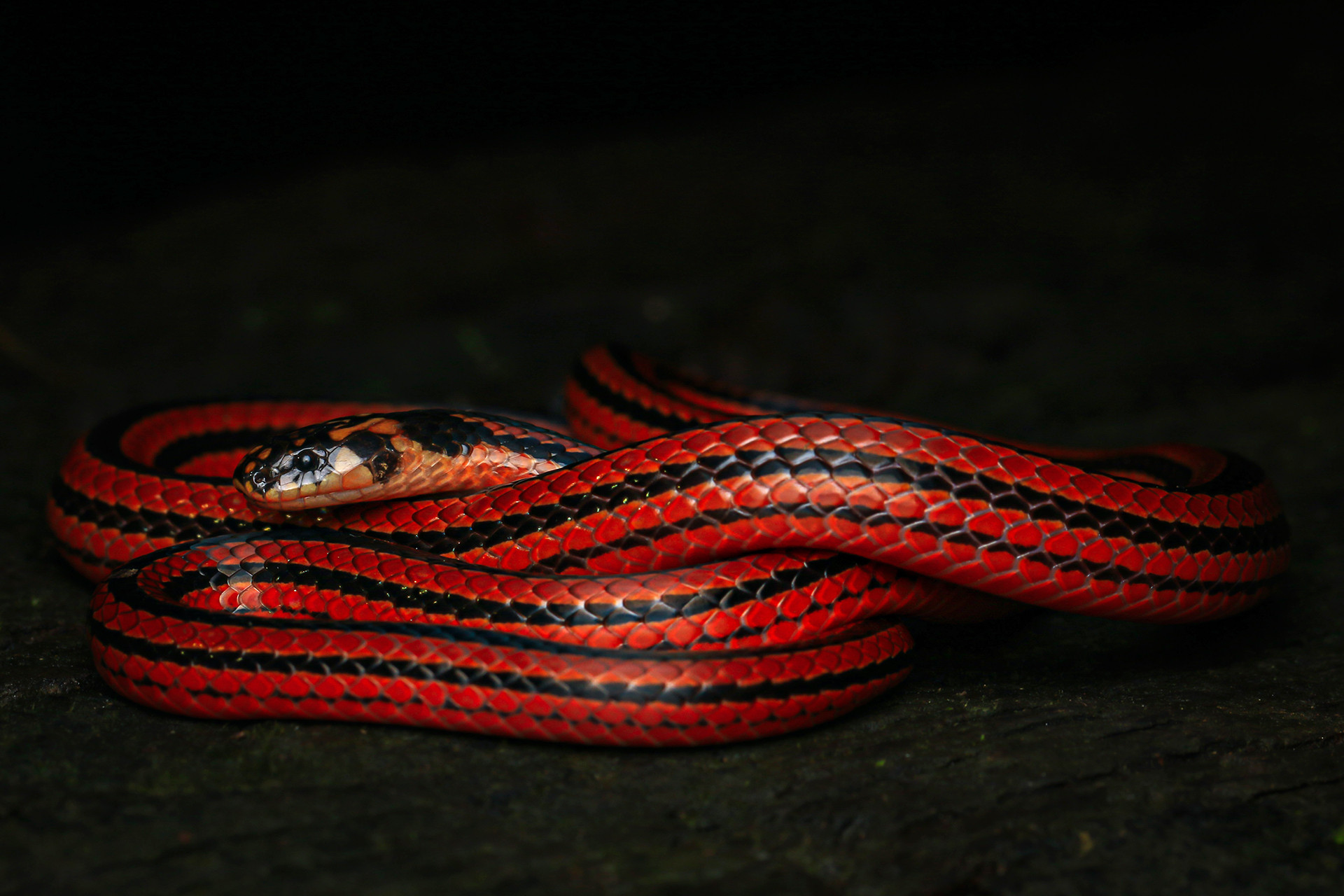 Striped Coral Snake or Black Coral Snake Calliophis nigrescens