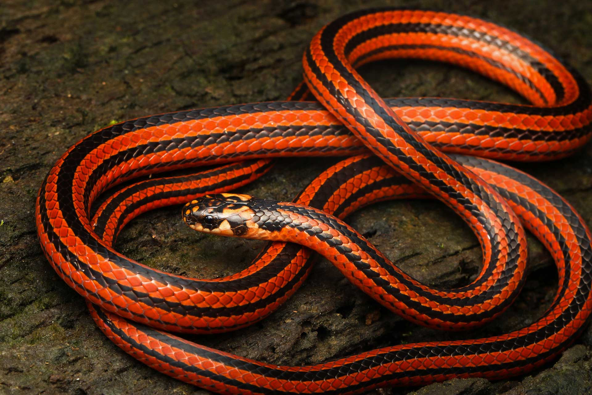 Striped Coral Snake (Calliophis nigriscens) a venomous snake from the Western Ghats