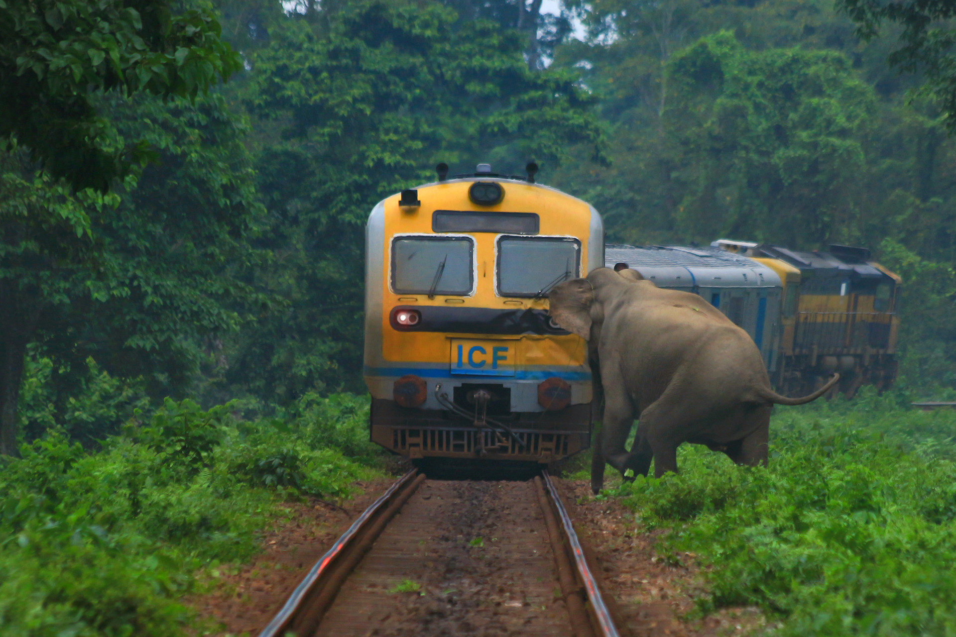 An elephant crossing the railway line that runs from Siliguri to Alipurduar in West Bengal
